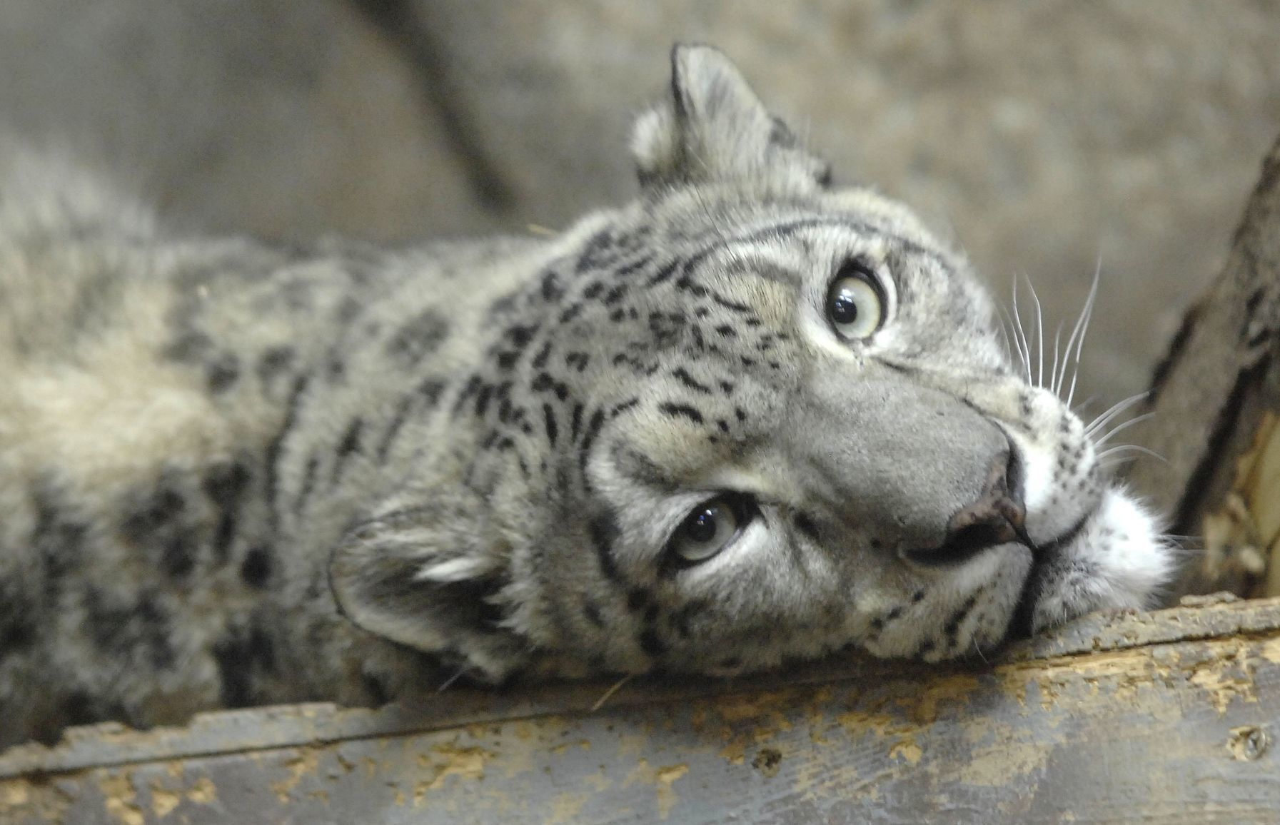 Explore the exhibits and interaction opportunities at Miller Park Zoo